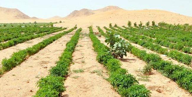 استصلاح اراضي في الاردن