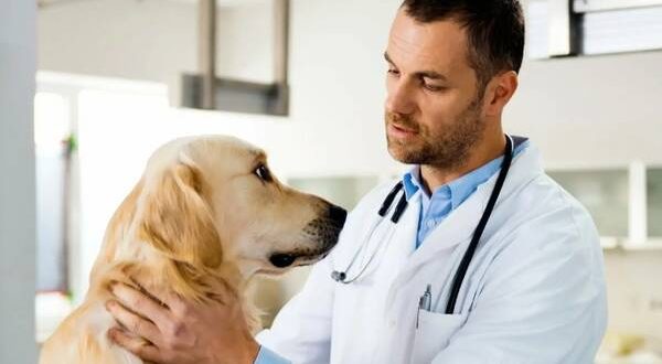 طبيب بيطري قريب مني مفتوح 24 ساعة