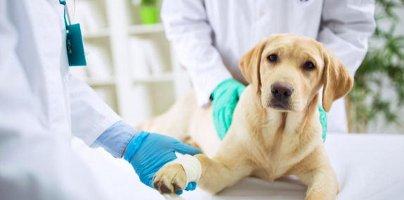 دكتور طبيب بيطري منزلي مناوب 24 ساعة بخدمتكم في عمان و كل المحافظات