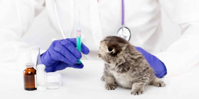 علاج قطط في البيت ( دكتور بيطري لكل الامراض ) في عمان