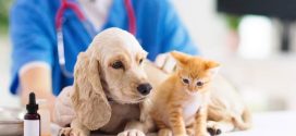 طبيب بيطري للكلاب ( زيارة في المنزل للعلاج )  24 ساعة مفتوح في عمان