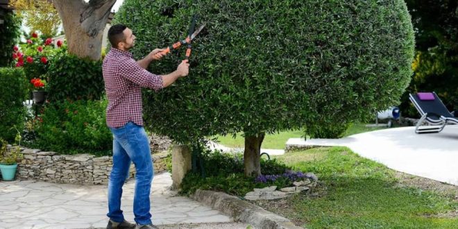 قص شجر الزينة في الاردن