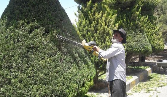 قص شجر في الاردن بافضل سعر و احترافية